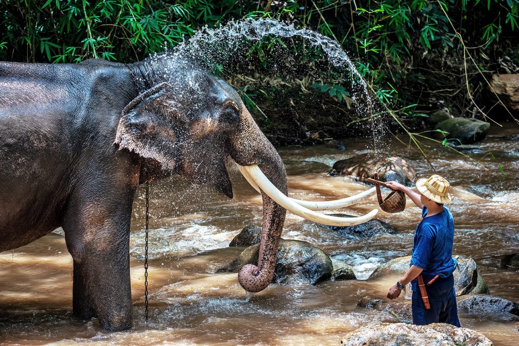 Visita al campo addestramento elefanti di Chiang Rai